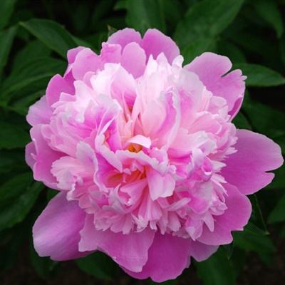 BOB·体育(中国)官方网站APP